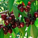 Kako pravilno orezati kalemljeno drvo trešnje